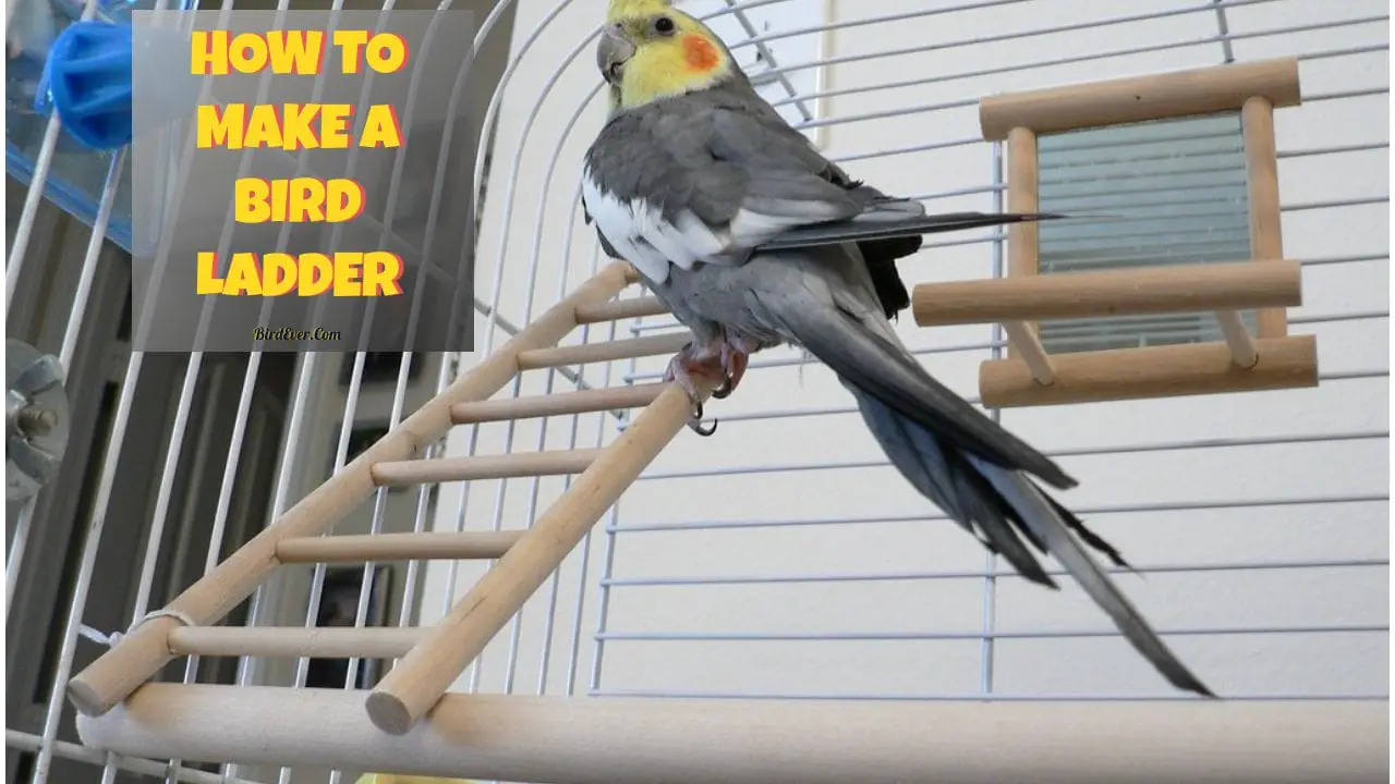 How to Make a Bird Ladder
