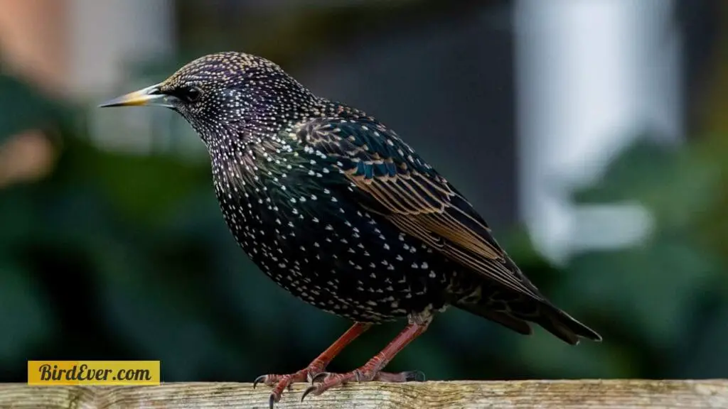 Why Is My Bird Jumping Around? Common Causes and Solutions 5 Birds Unusual Actions