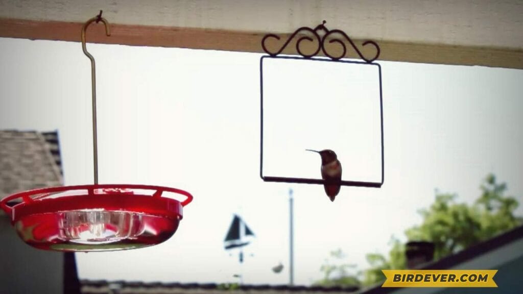 Do Hummingbirds Like Swings? Find Out Now! 5 Ideal-Locations-for-Placing-a-Hummingbird-Swing