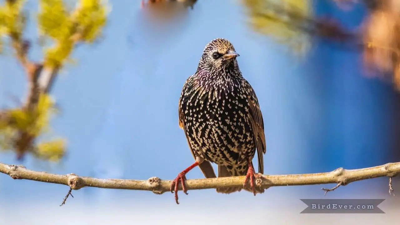 What Bird Sounds Like A Rusty Swing? Uncover the Answer