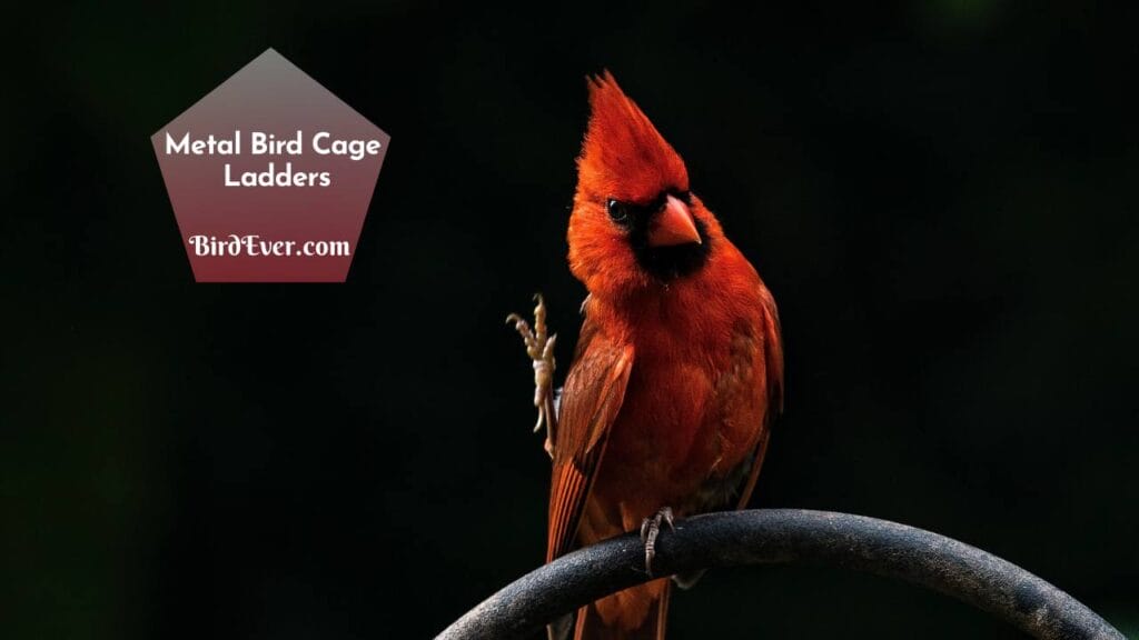 Metal Bird Cage Ladders