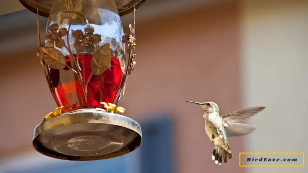 Muse Garden Hummingbird Feeder