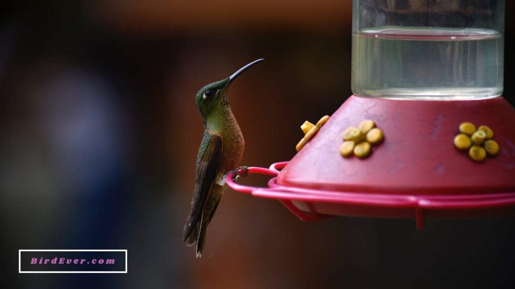 Perches in Hummingbird Feeders