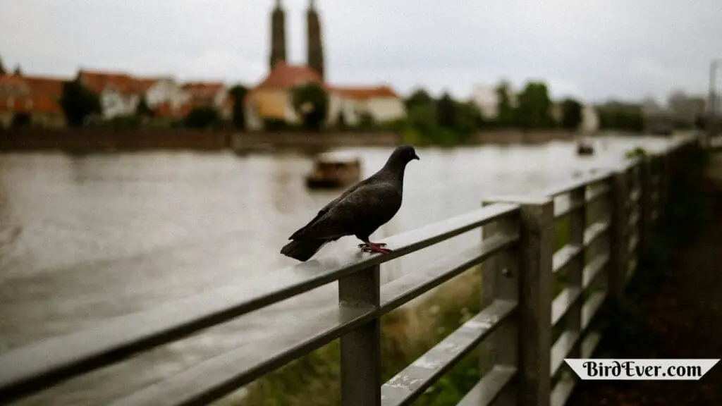 How Do Carrier Pigeons Work? Exploring the Wonders 4 Pigeons Strong Magnetoreception Skills
