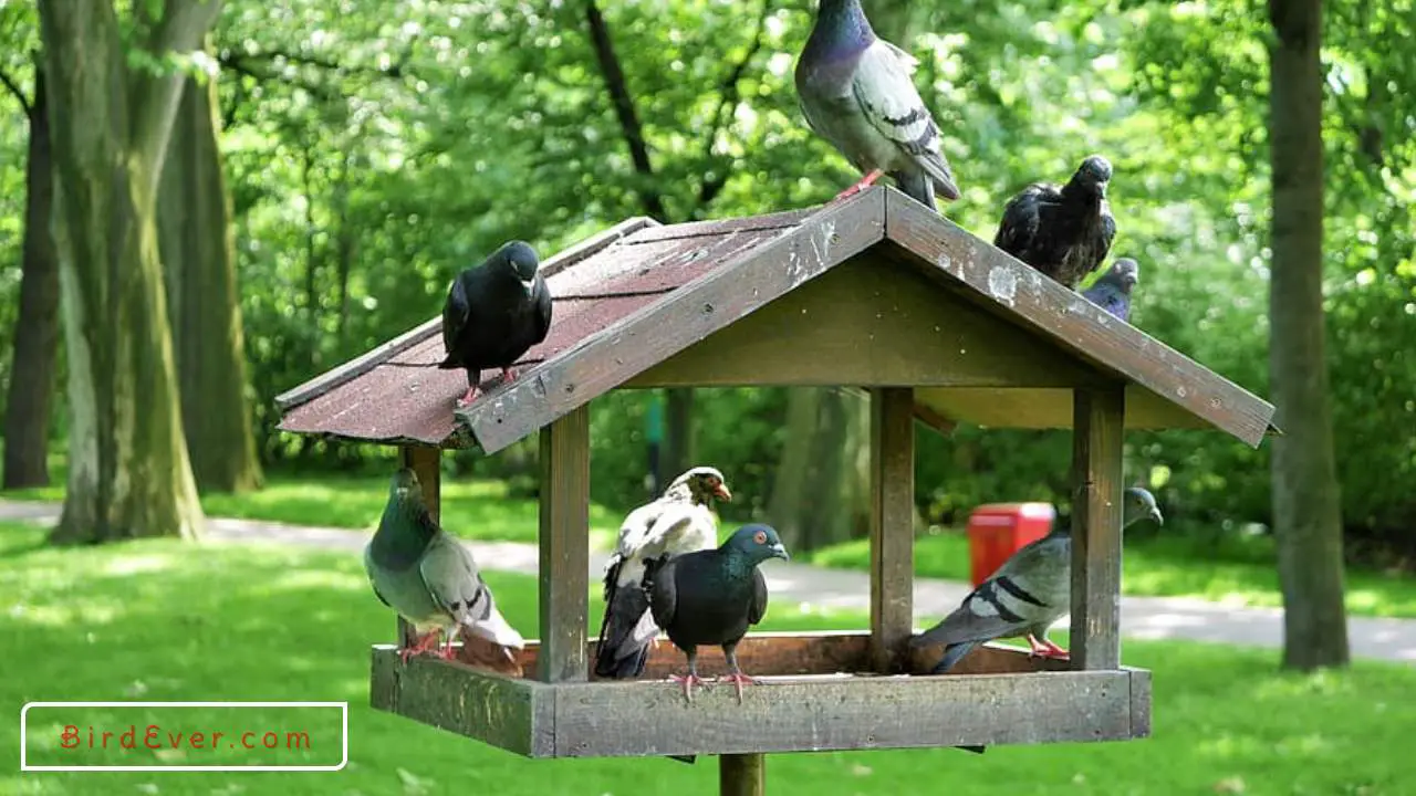 Do Bird Houses Need A Perch? Reveal the Surprising Answer