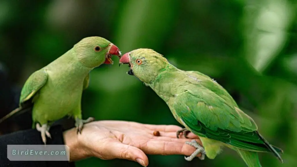Why Do Parrots Bounce Up and Down? Unveiling the Mystery 3 Reasons Behind Parrots Bouncing Up and Down