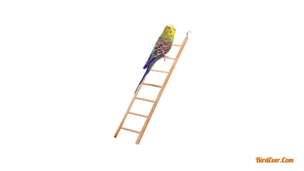 How to Make a Bird Ladder at Home? 4 Step 6 Test and Observe