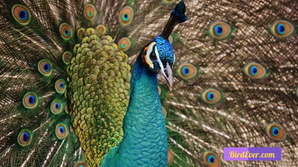 Why Is My Bird Jumping Around? Common Causes and Solutions 2 The-Basics-of-Bird-Body-Language