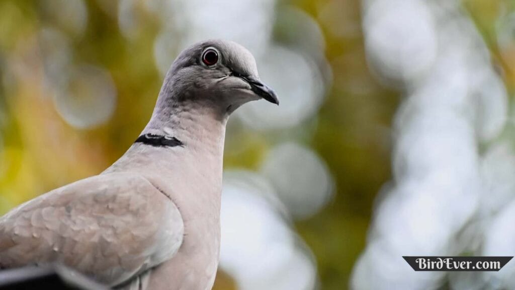 How Do Carrier Pigeons Work