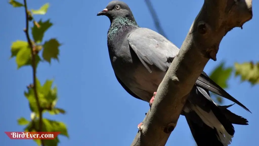 How Do Carrier Pigeons Work? Exploring the Wonders 5 The Future of Pigeon Post