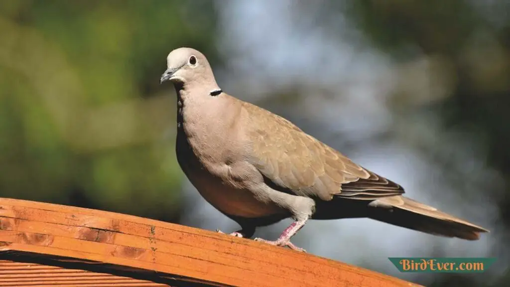 How Do Carrier Pigeons Work? Exploring the Wonders 3 The Unique Abilities of Pigeons Making them Ideal for Message Delivery