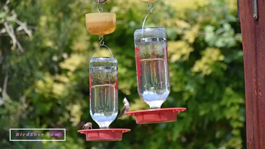 Top Unique Hummingbird Feeders with Perches