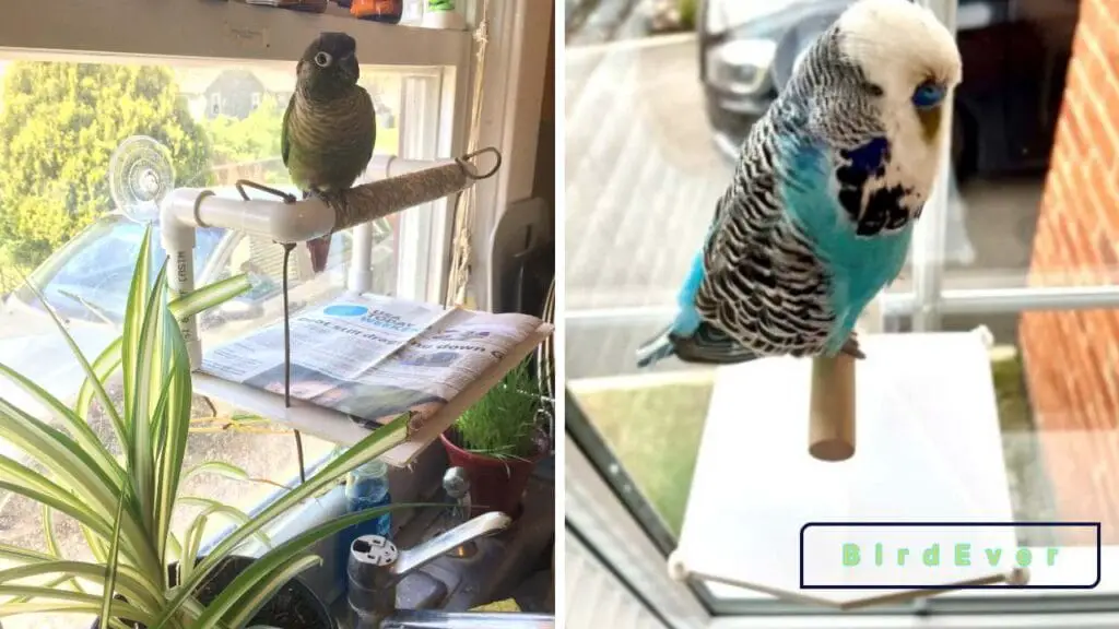 Bird Perch with Poop Catcher: A Must-Have for Bird Owners 2 Types of Bird Perches with Poop Catchers