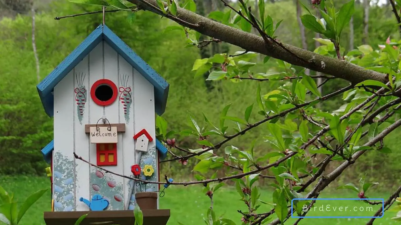 Do Bird Houses Need A Perch? Reveal the Surprising Answer