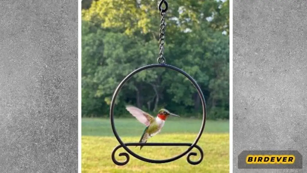 Do Hummingbirds Like Swings? Find Out Now! 4 Why-Do-Hummingbirds-Like-Swings