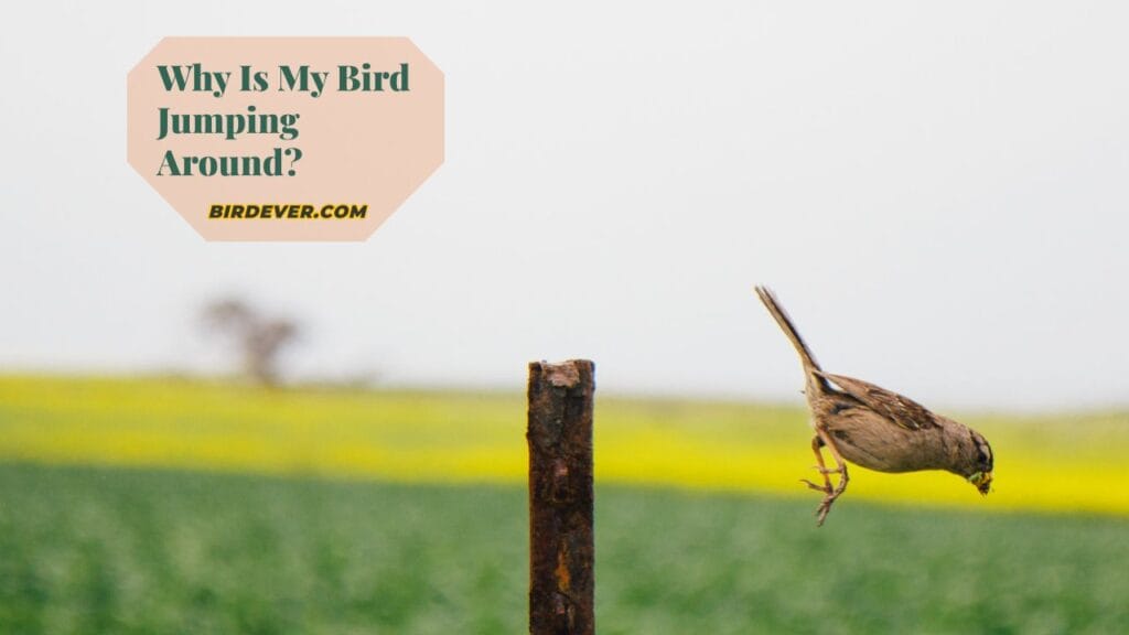 Why Is My Bird Jumping Around?