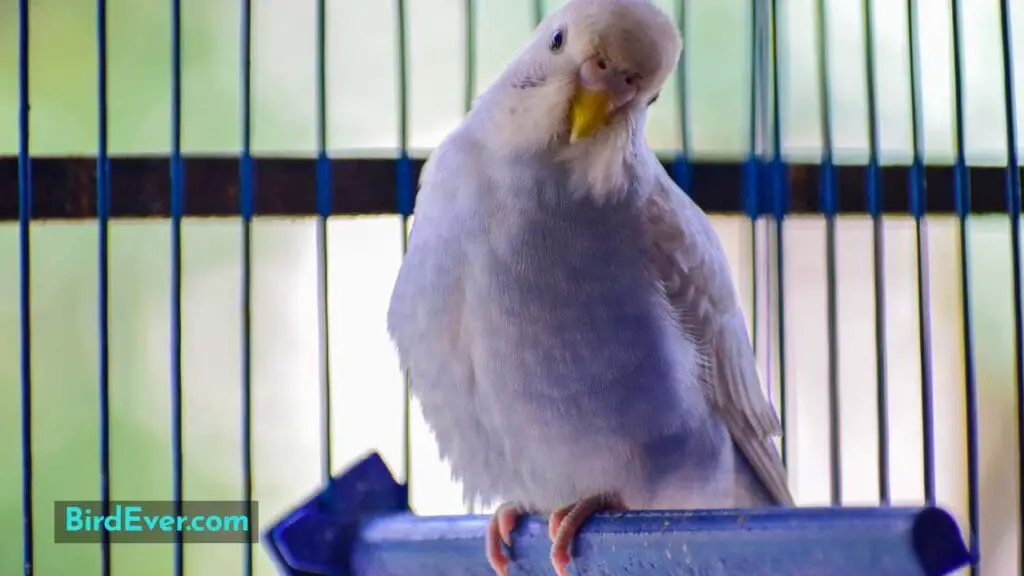 Metal Bird Cage Ladders - Perfect for Your Feathered Friends 2 Why are Bird Cage Ladders Essential for Your Pet's Health and Fitness