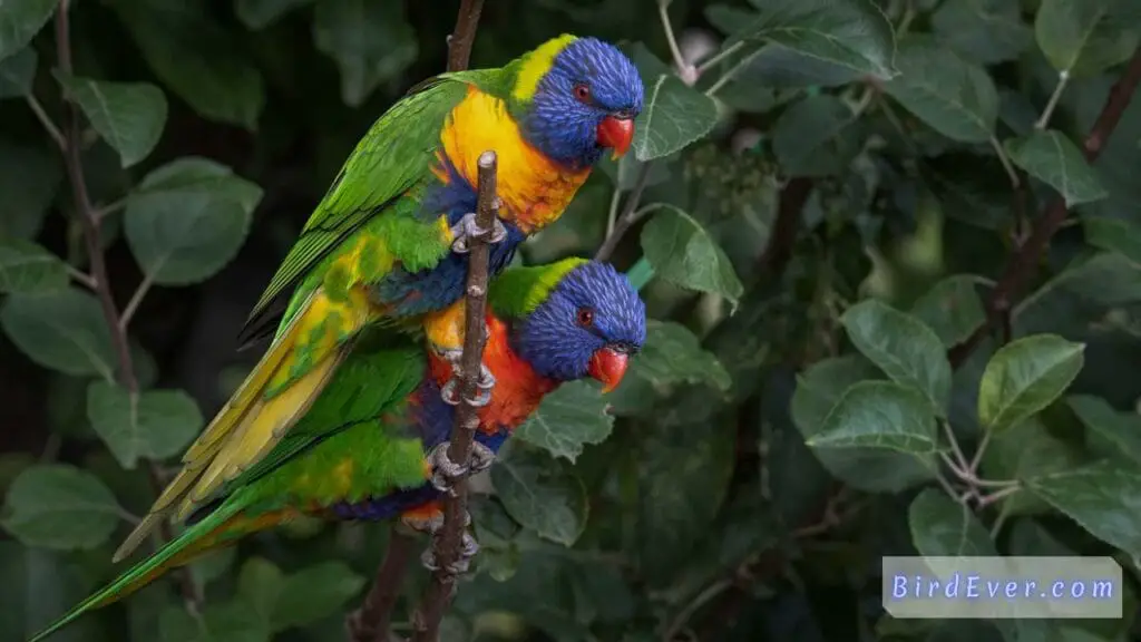 Why Do Parrots Bounce Up and Down? Unveiling the Mystery 5 Wild Parrots