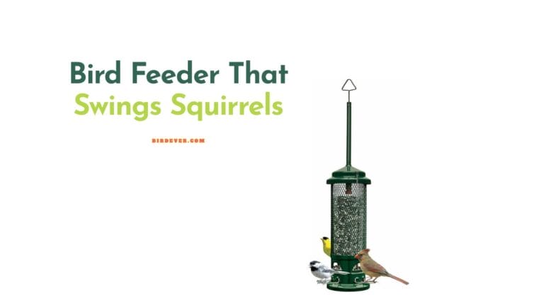 Swing Squirrels Away with Bird Feeders