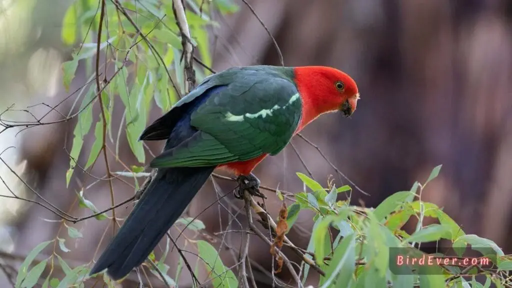 Why Do Parrots Bounce Up and Down? Unveiling the Mystery 4 head bobbing of parrots