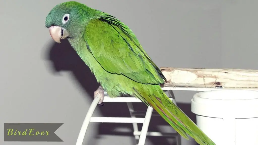 how to hang a bird ladder