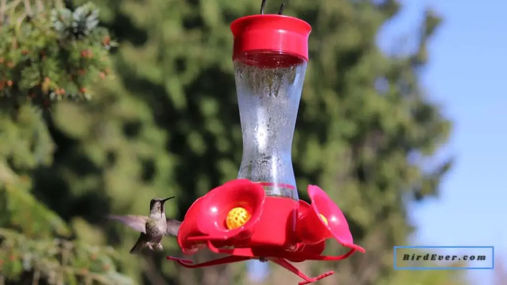 hummingbird feeders