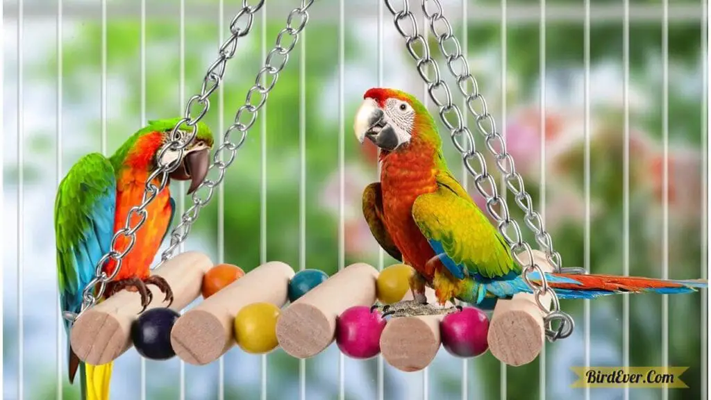 How to Make a Bird Ladder at Home? 5 Final Words