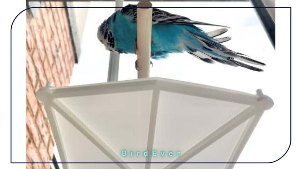 Bird Perch with Poop Catcher: A Must-Have for Bird Owners 4 poop catcher under bird perch