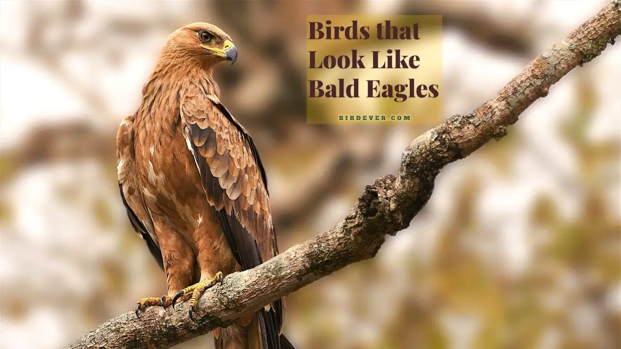 birds that look like bald eagles