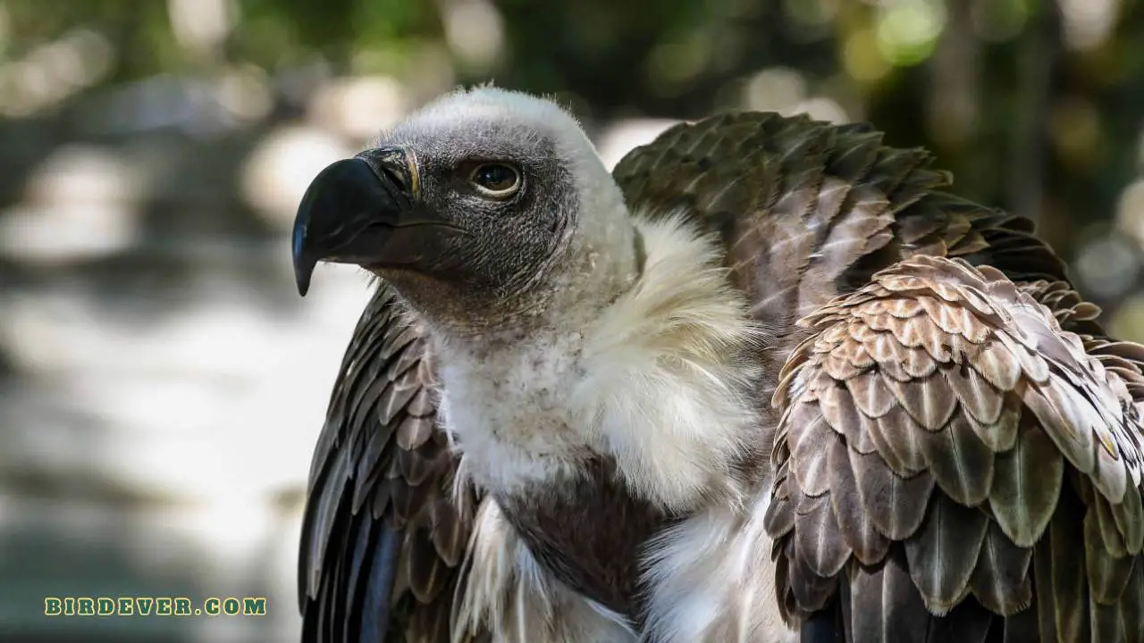 birds that look like bald eagles