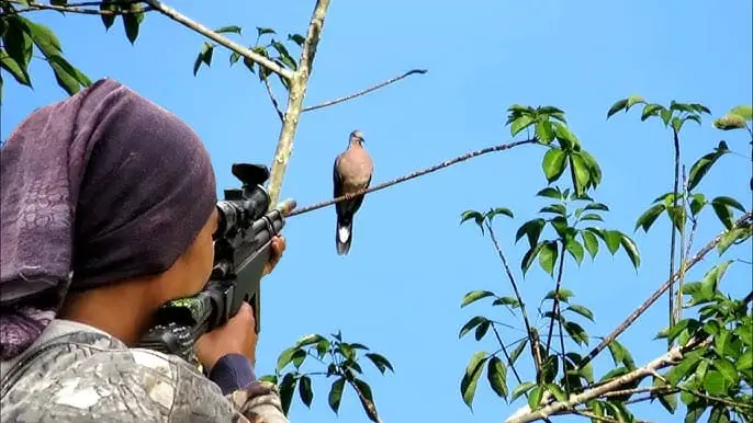 Can I Shoot Birds in My Backyard? 2 Can I Shoot Birds in My Backyard